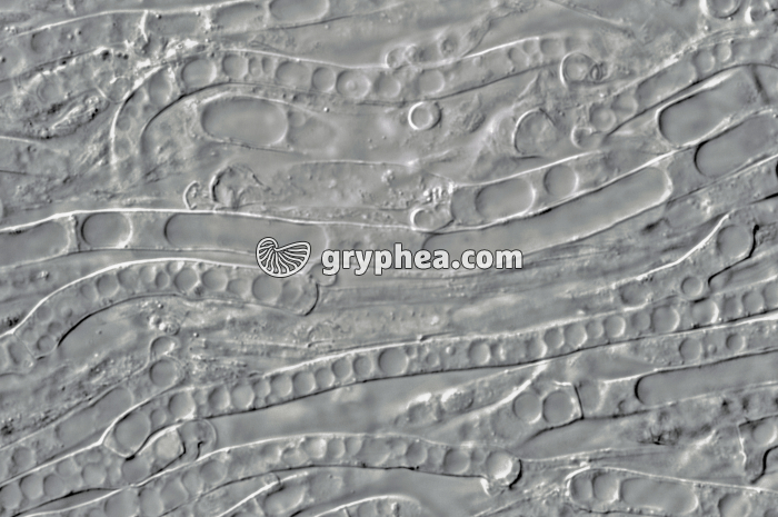 Mycélium x160 - gryphea.com